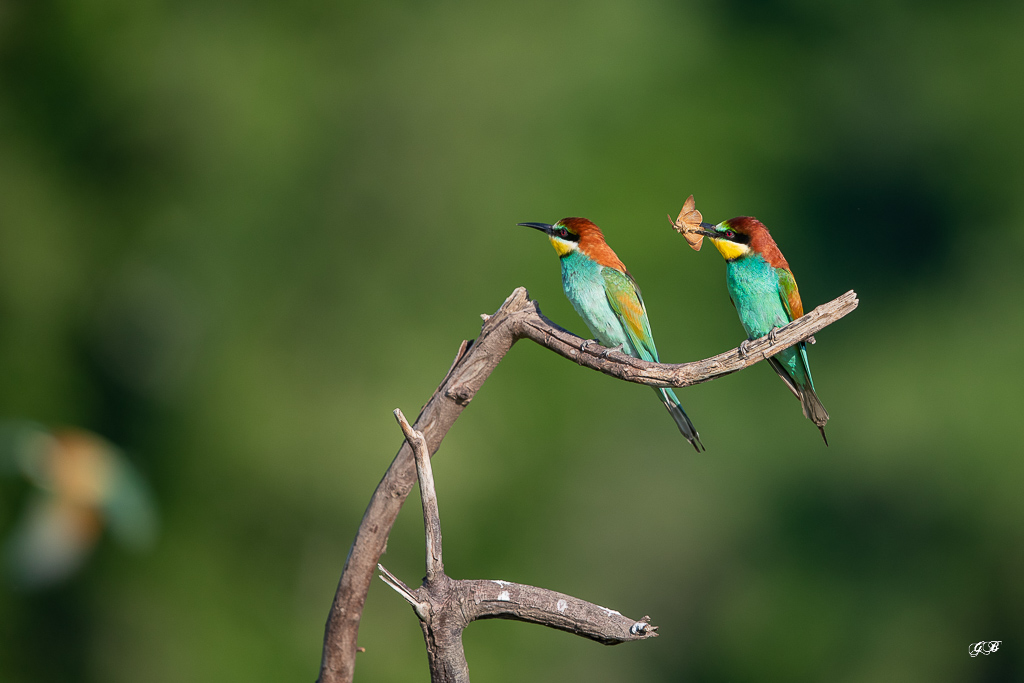 Guêpier d'Europe (Merops apiaster) - European Bee-eater-274.jpg