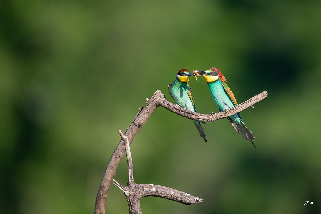 Guêpier d'Europe (Merops apiaster) - European Bee-eater-276.jpg