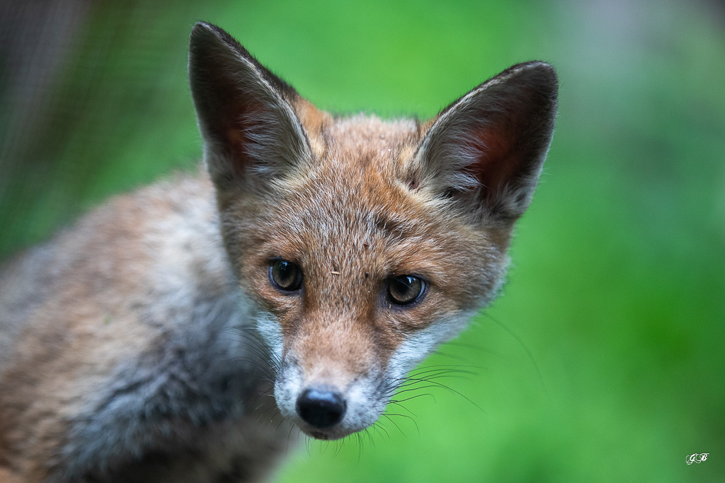 Renard Roux (Vulpes vulpes) Red fox-456.jpg