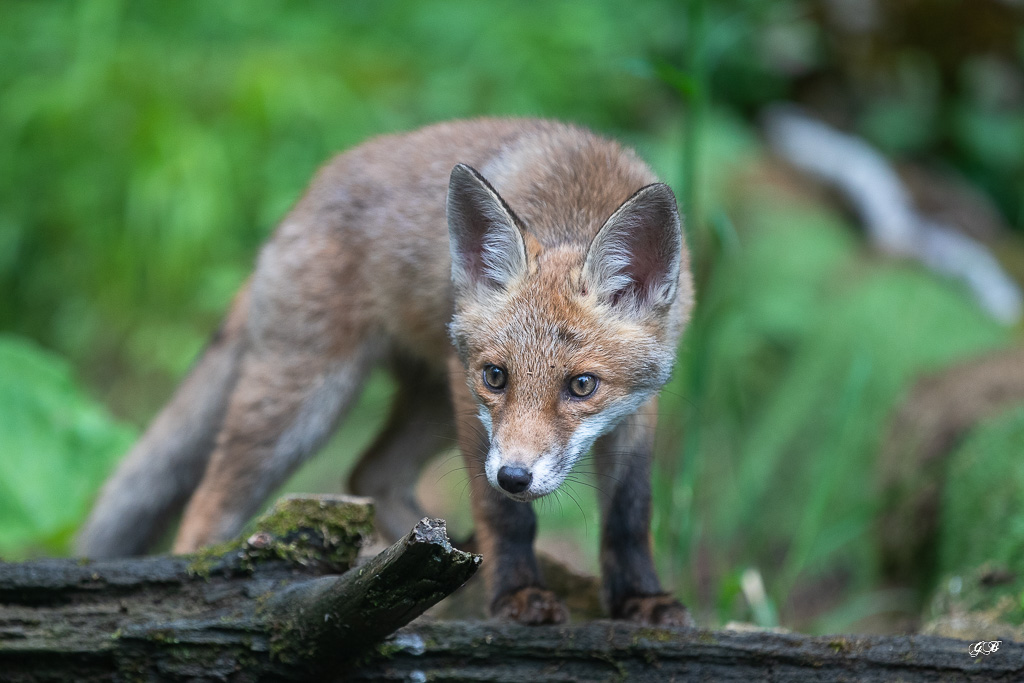 Renard Roux (Vulpes vulpes) Red fox-461.jpg