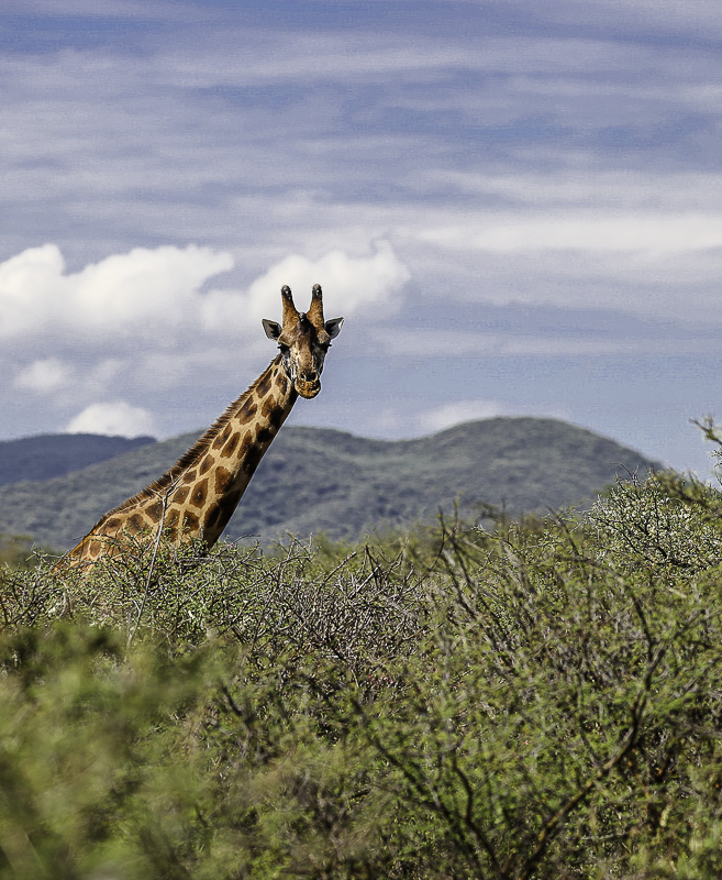 Girafe de Rothschild 3.jpg