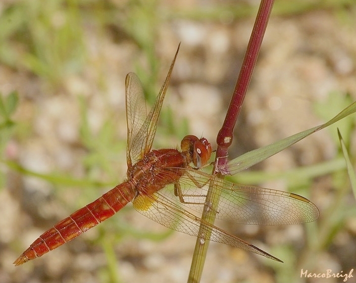 C. erythrea mâle.jpg