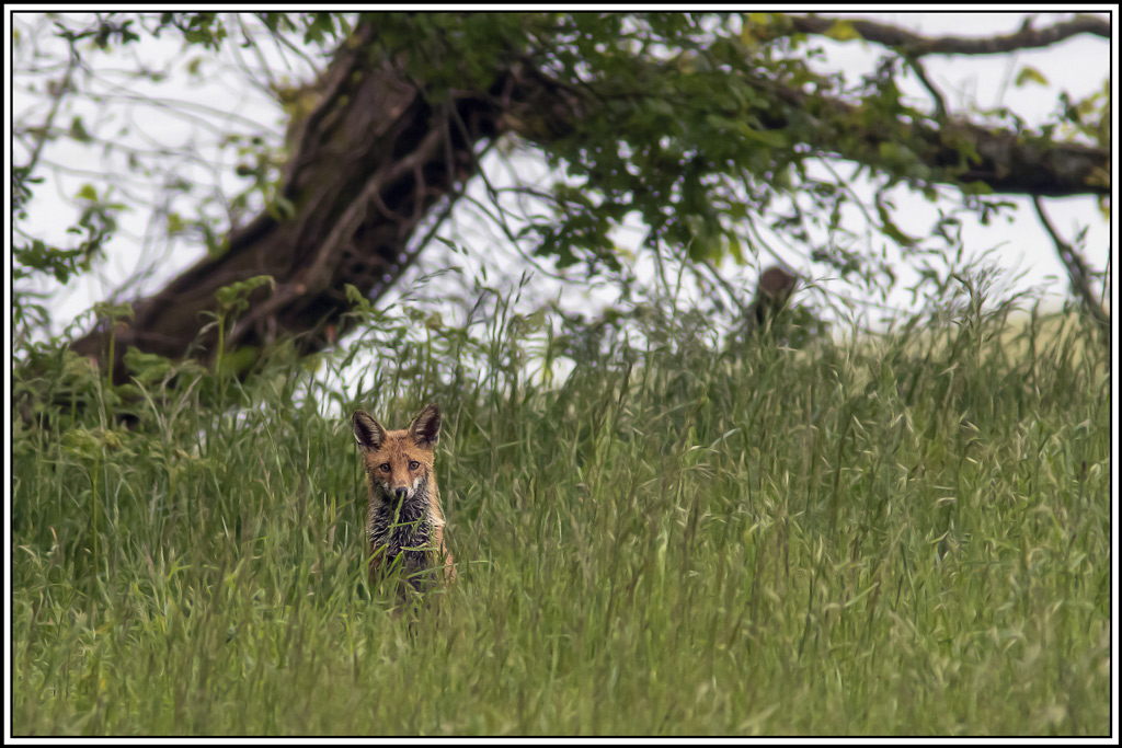 renard(94).jpg