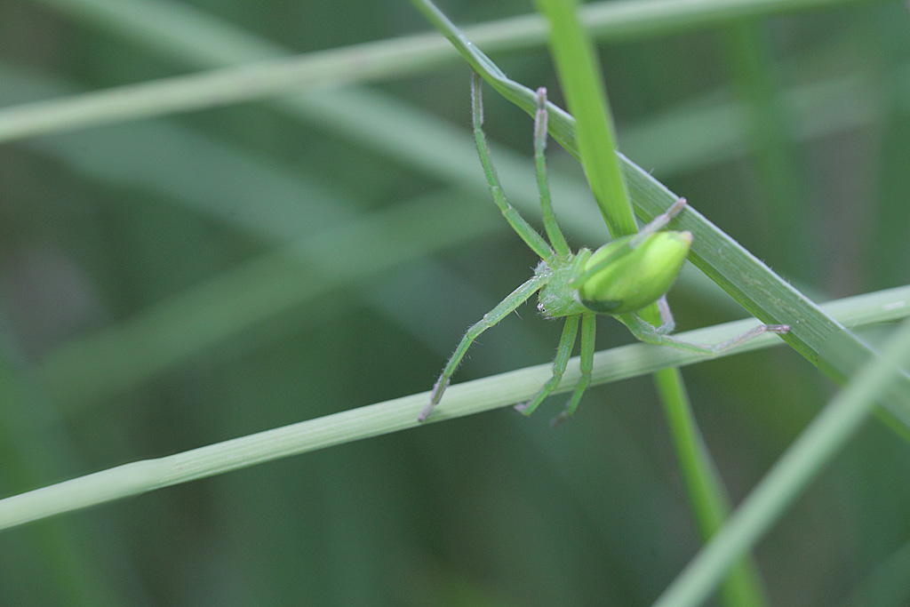 Micrommata virescens IN.jpg