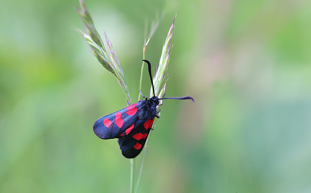 Zygaena filippendulae - Zygène de la filipendule.jpg