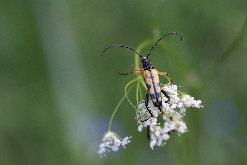 Rutpela maculata 1 IN.jpg