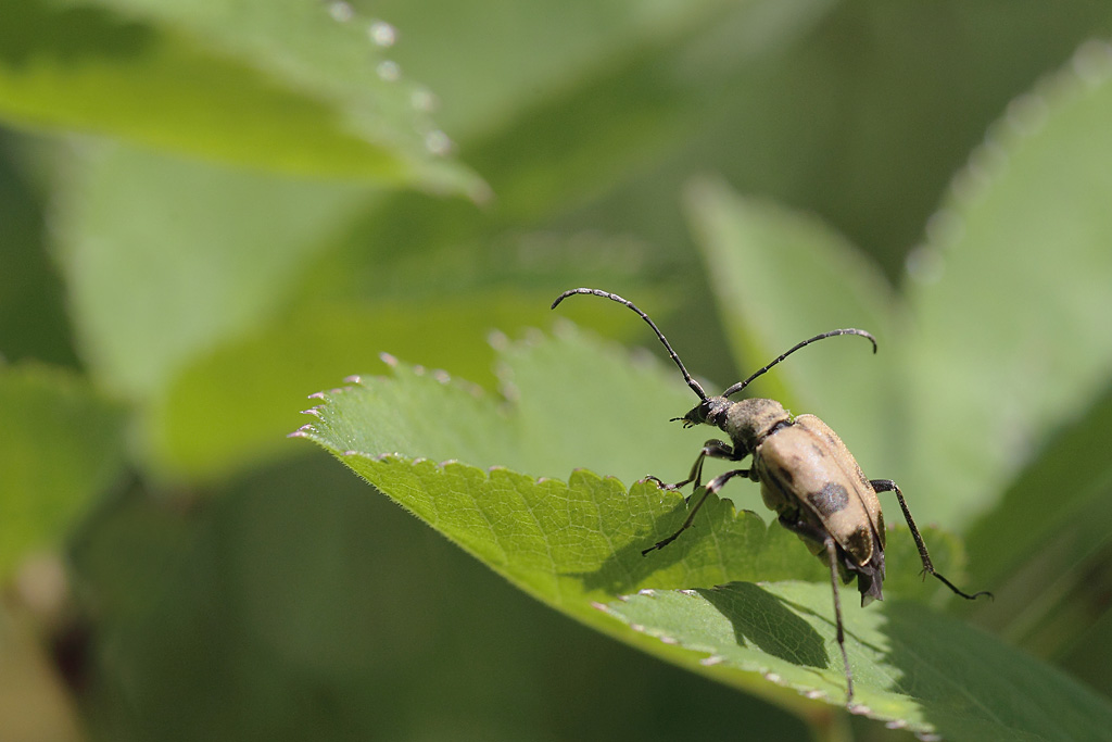 Pachytodes cerambyciformis.jpg