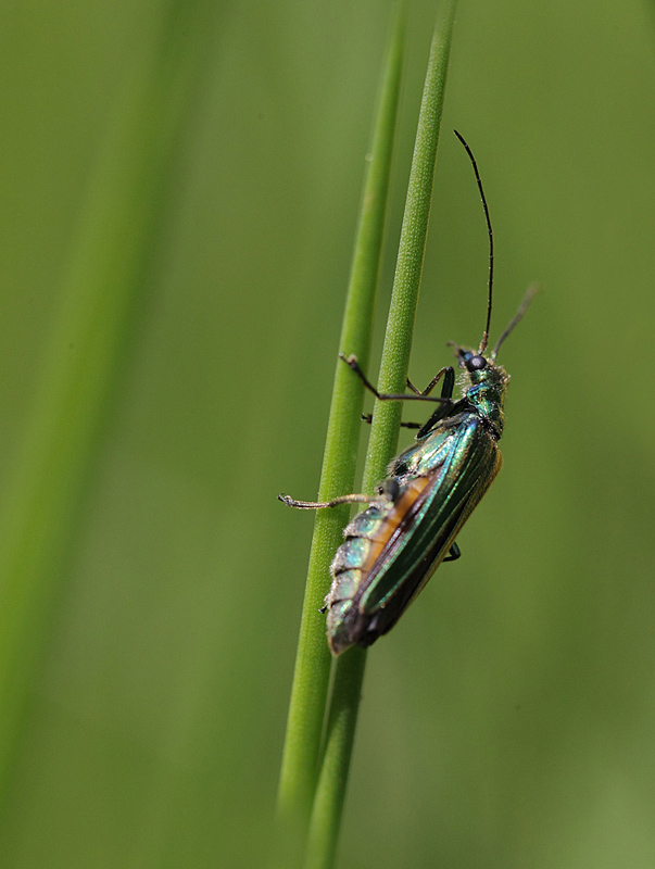 Oedemera lurida IN.jpg