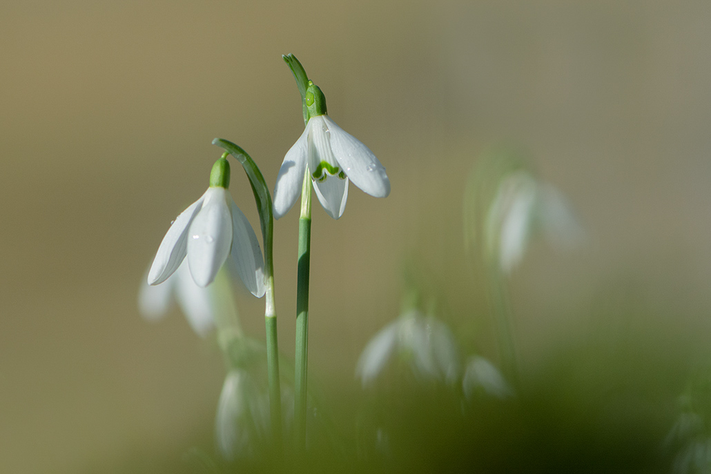 1-Perce-neige.jpg