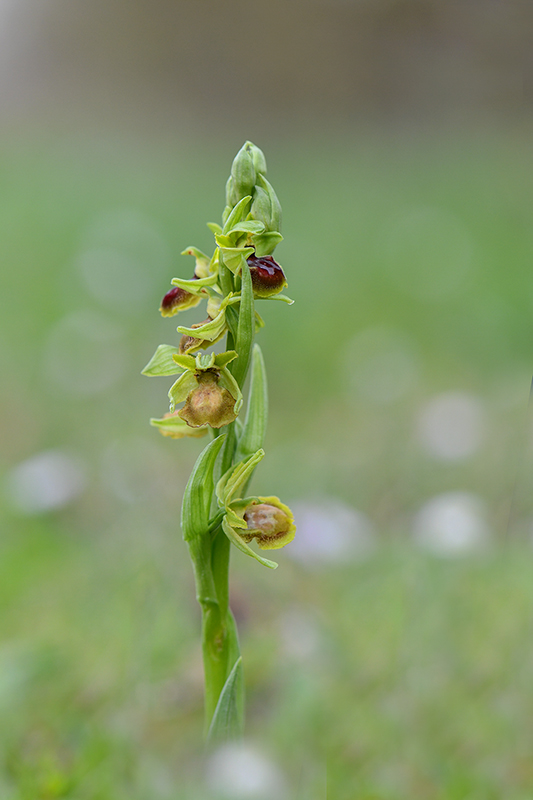 10-Ophrys de mars.jpg