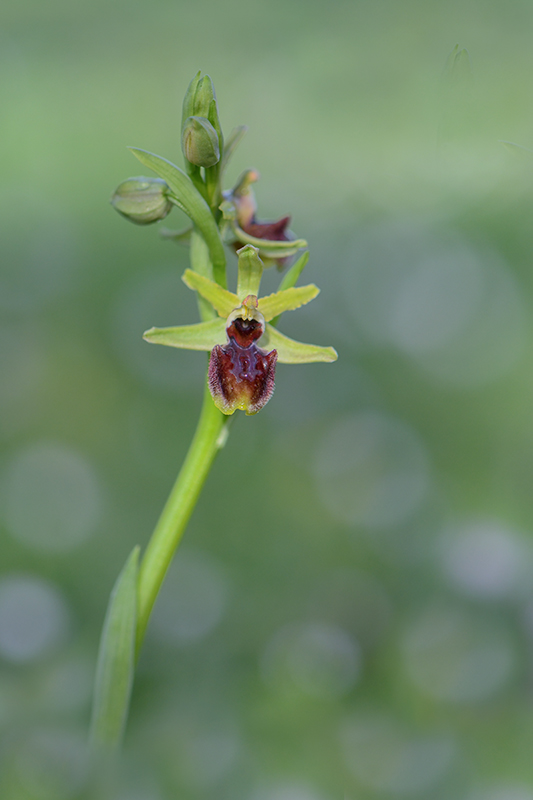 11-Ophrys de mars.jpg