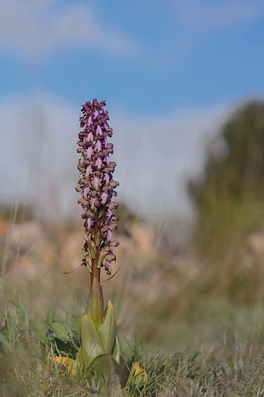 13-Orchis géant ( Himantoglossum robertianum).jpg