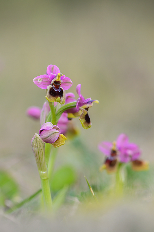 16-Ophrys guêpe ( O.tenthredinifera ).jpg