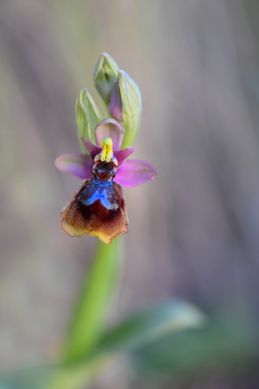 18-Hybride ophrys -miroir -ophrys guêpe..jpg