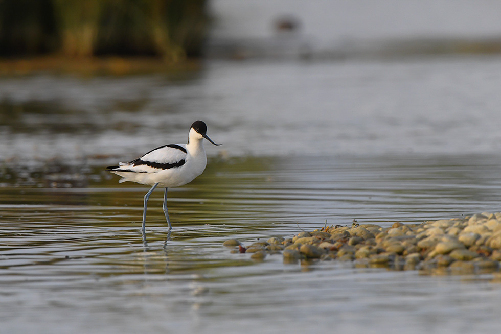 22-Avocette élégante..jpg