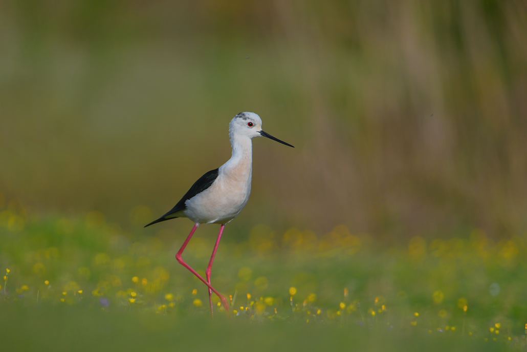 24-Echasse  blanche.jpg