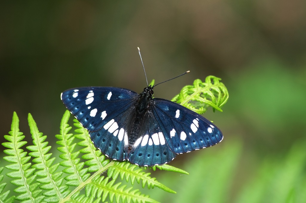 6 IMG_4076X Limenitis reducta Sylvain azuré.JPG