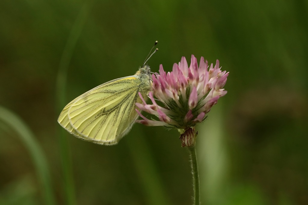 9 IMG_8711X Pieris napi P. du navet.JPG