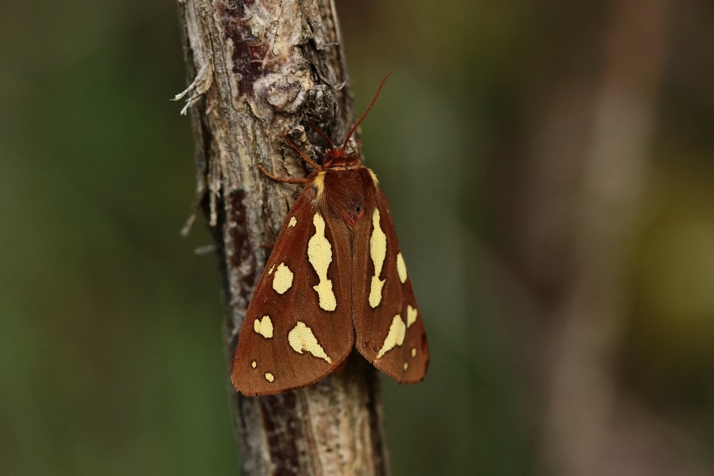 11 IMG_9440 Arctia testudivaria Ecaille des steppes♀.JPG