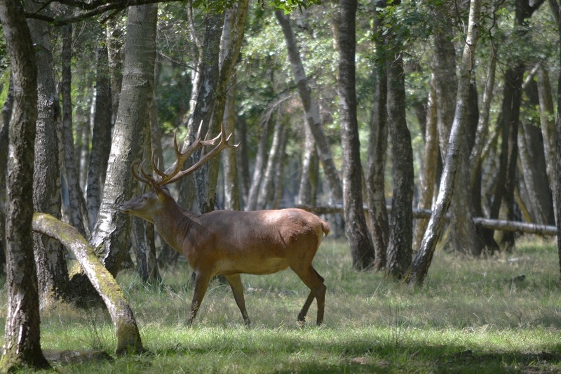 Rambouillet 075.JPG