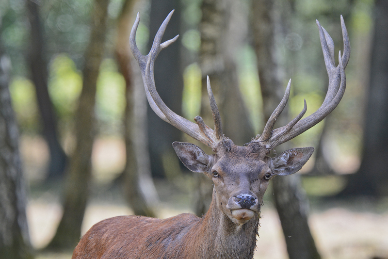 Rambouillet 152a.jpg