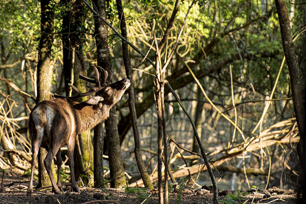 Cerf élaphe-Cervus elaphus_DSC5206.jpg