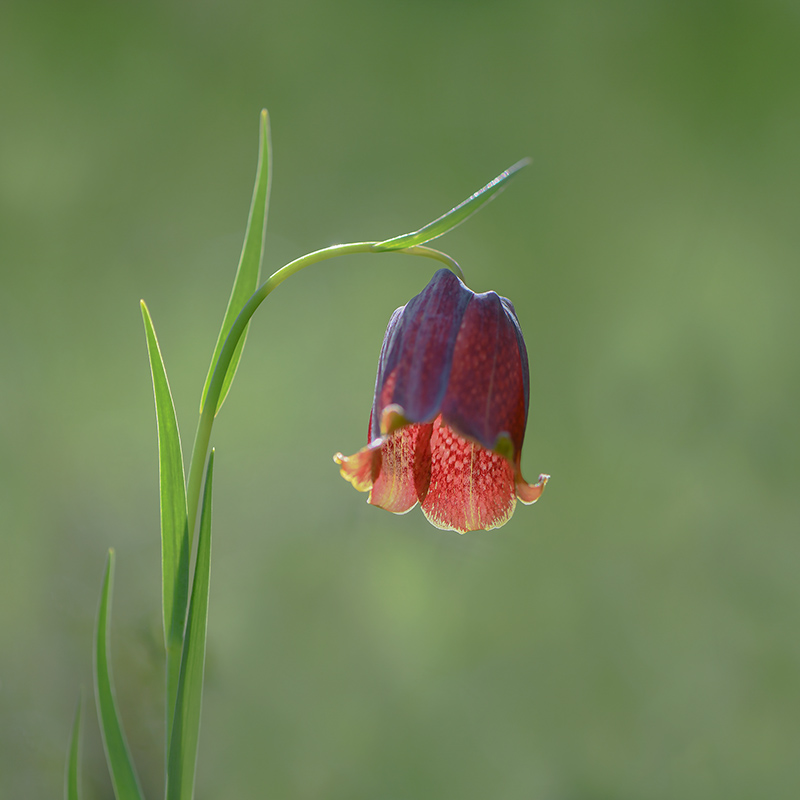 41-Fritillaire des Pyrénées.jpg