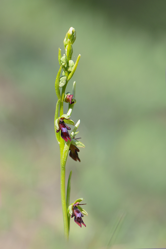 44-Ophrys mouche (Ophrys insectifera).jpg