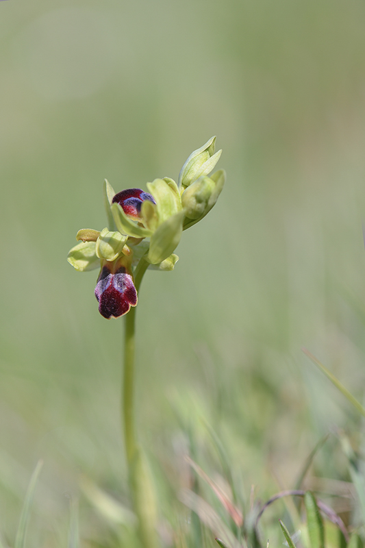 46-Ophrys sillonné ( Ophrys sulcata).jpg