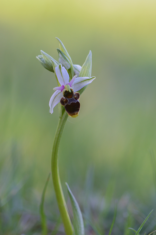 57-ophrys bécasse (O.scolopax).jpg