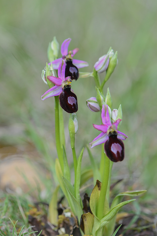 60-Ophrys à grande fleur (O.magniflora).jpg