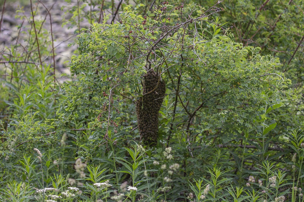 9- Flaure Névache (Vallée de la Clarée)-1-4.jpg