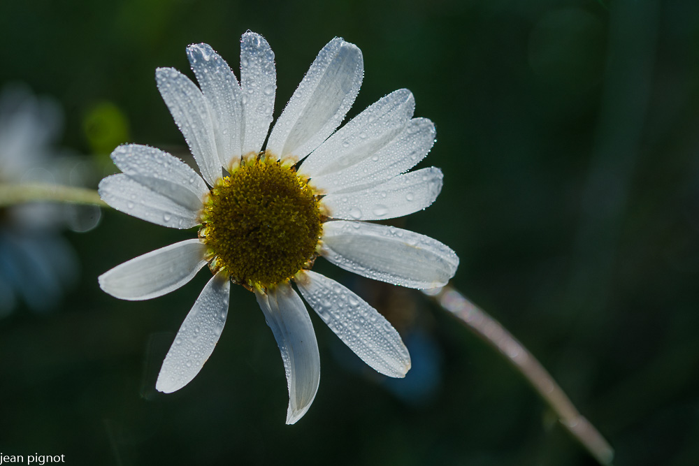 marguerite 06.JPG