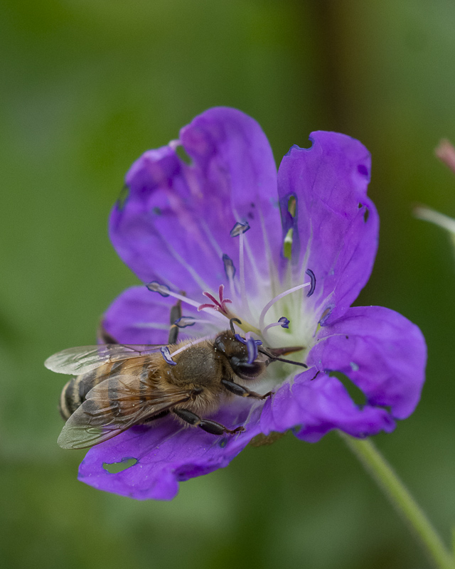 9- Flore Névache (Vallée de la Clarée)-1.jpg