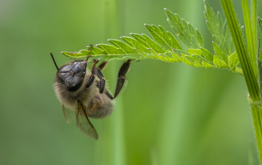 9- Flore Névache (Vallée de la Clarée)-1-8.jpg