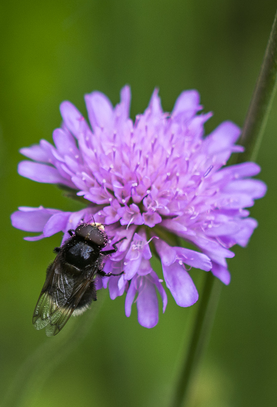 9- Flore Névache (Vallée de la Clarée)-1-5.jpg