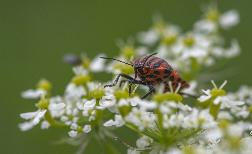 9- Flore Névache (Vallée de la Clarée)-1-7.jpg