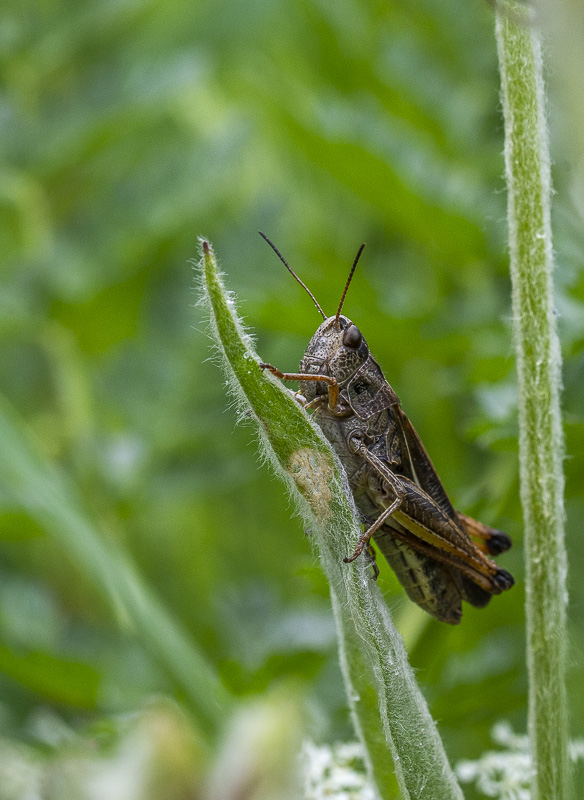 9- Flore Névache (Vallée de la Clarée)-1-9.jpg