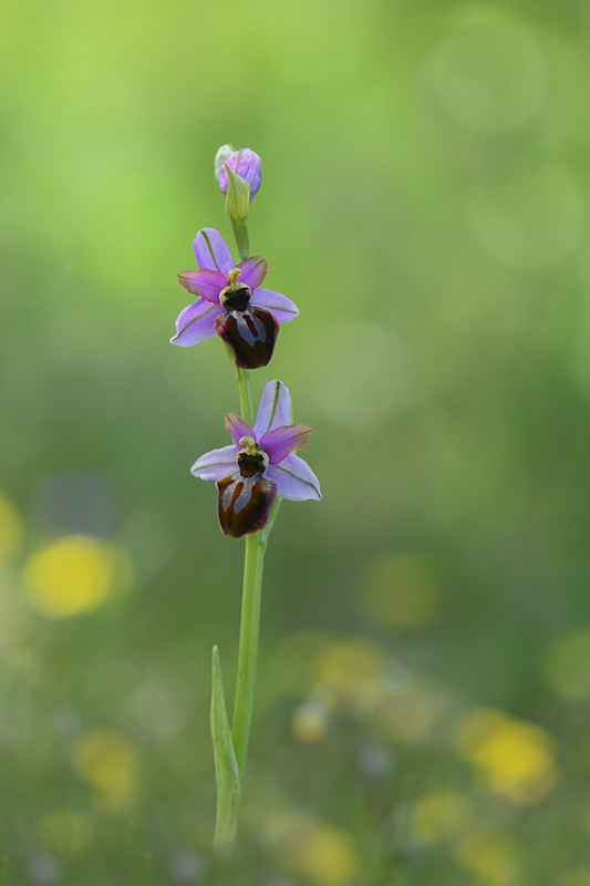 77-Ophrys de l'Aveyron (ophrys aveyronensis).jpg