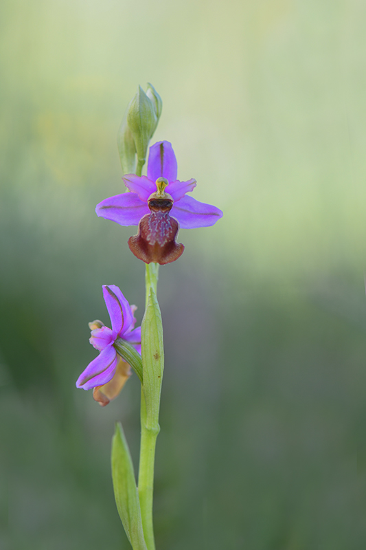 78-Ophrys de l'Aveyron.jpg