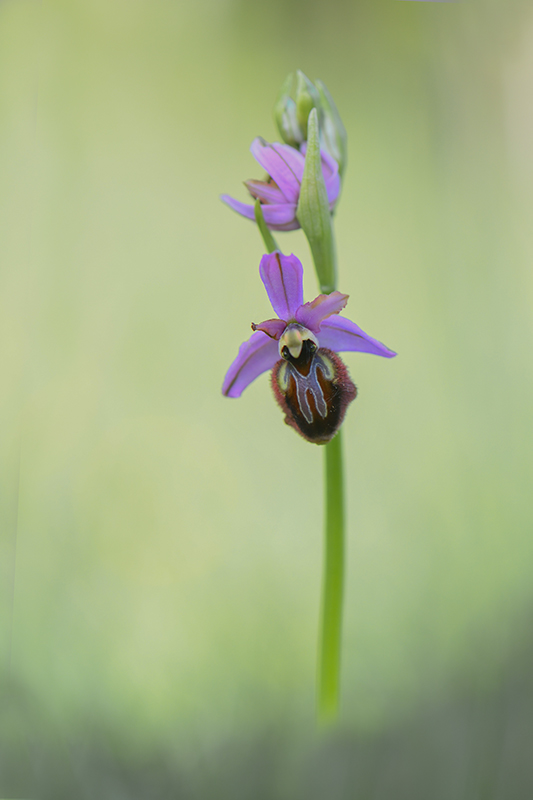 79-Ophrys d'Aveyron.jpg