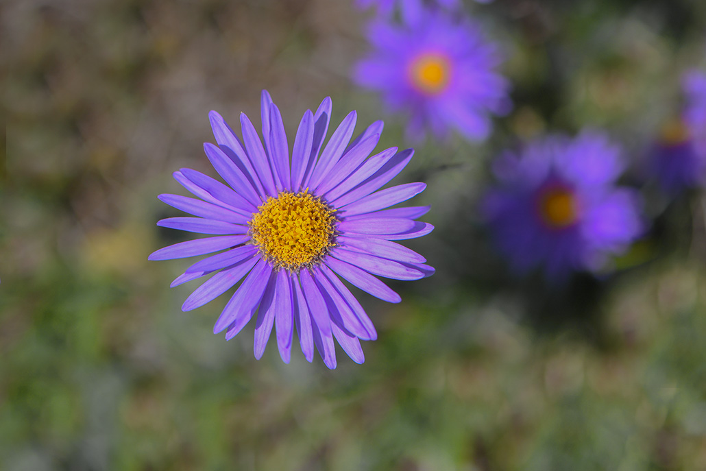 81-Aster des Causses.jpg