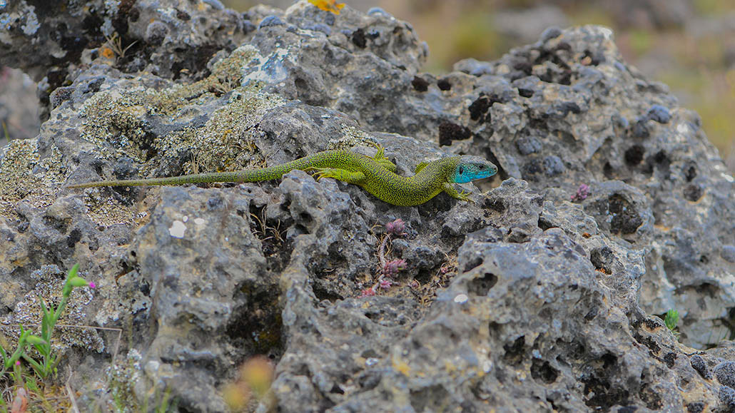 83-Lézard vert (mâle).jpg