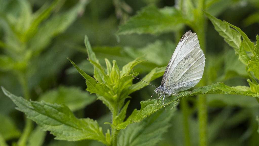 9- Piéride du chou. Flaure Névache (Vallée de la Clarée)-1-11.jpg