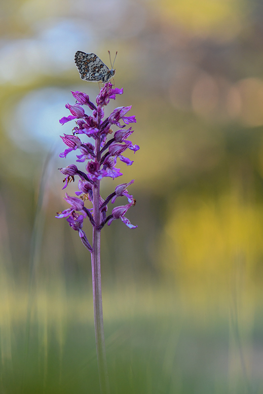 86-Mélitée des centaurées sur orchis pourpre.jpg