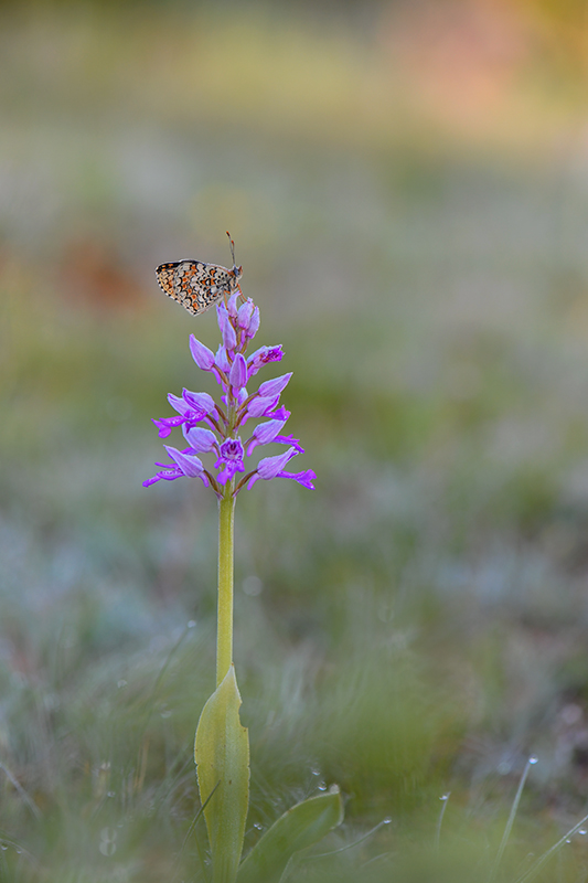 89-Mélitée des centaurées sur orchis militaire.jpg