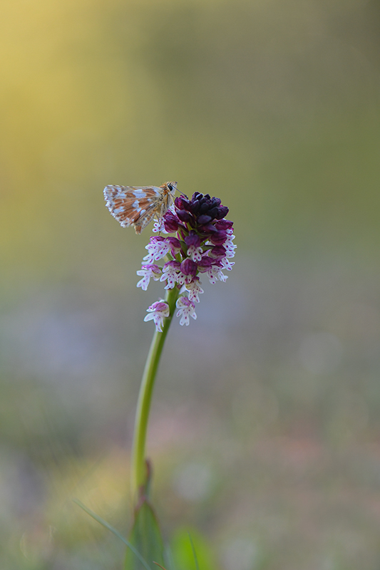 91-Hespèrie des sanguisorbes sur orchis brûlé.jpg