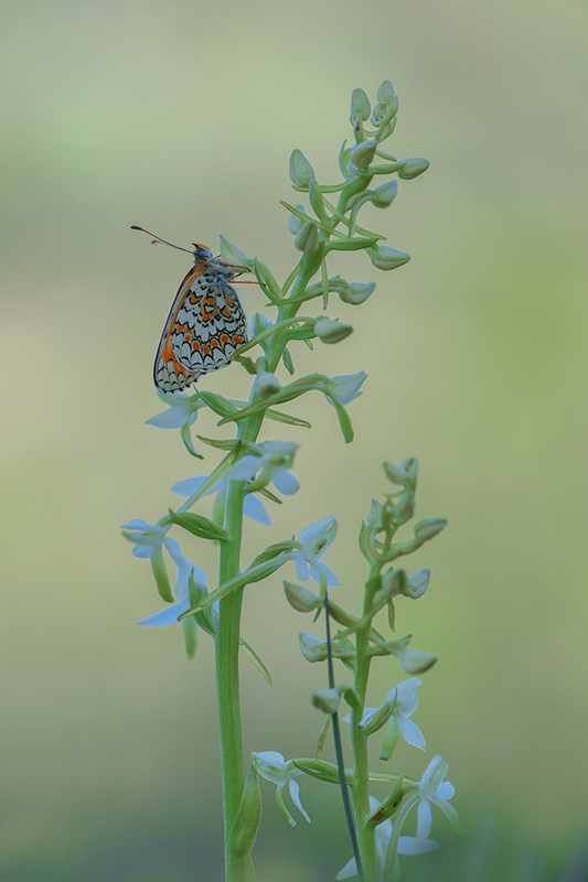 92-Mélitée des centaurées sur platanthère à 2 feuilles.jpg