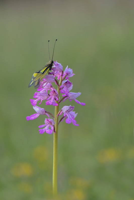 94-Ascalaphe soufré sur orchis militaire.jpg