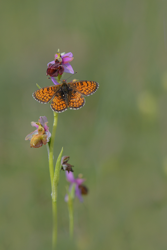 96-Mélitée des centaurées sur ophrys de l'Aveyron.jpg